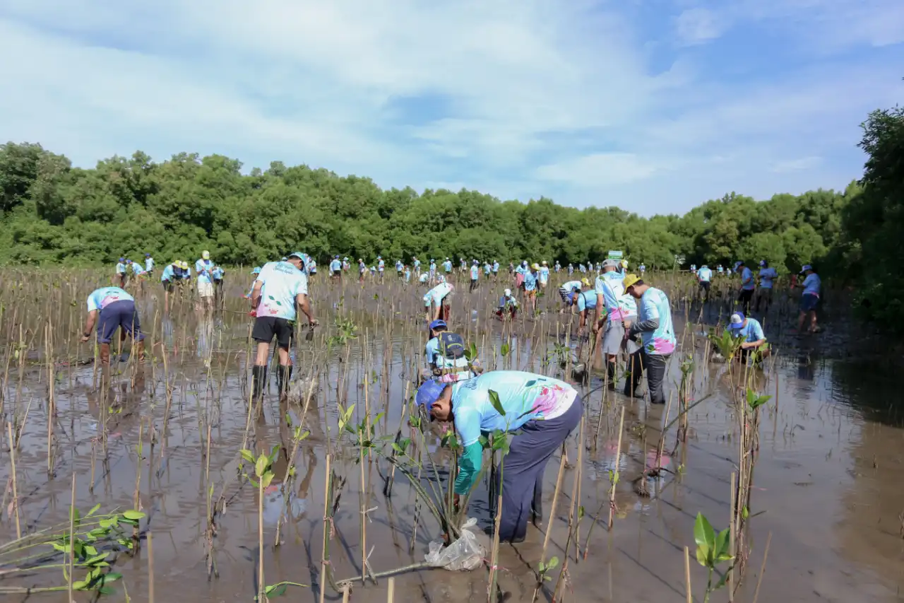 mangrove-planting-activity-2023-4