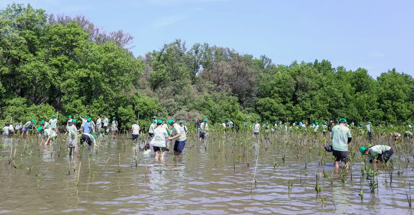 Mangrove03112024(3)